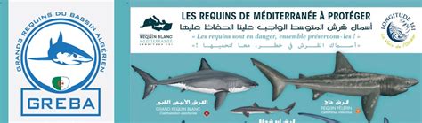 requin algerie|Requins en Algérie : le Ministère des pêches s’implique